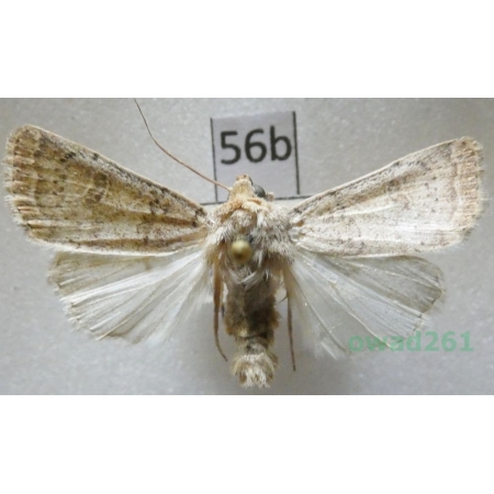 Hoplodrina superstes (Ochsenheimer, 1816) Czech56b
